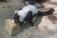 エリマキ（エンリッチメント）