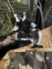 エリマキ（エンリッチメント）5