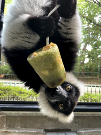 エリマキ（エンリッチメント）6