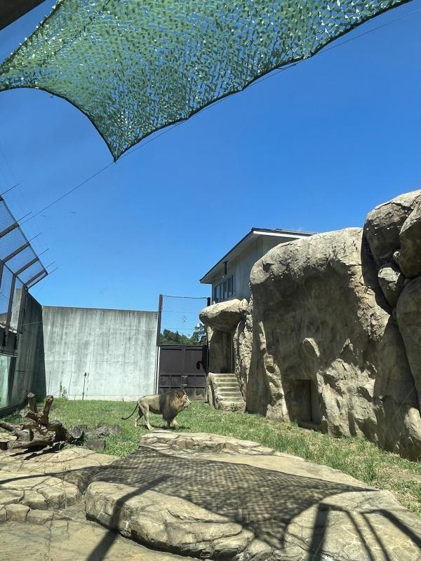 グリーンフェンス使用イメージ（ライオン）