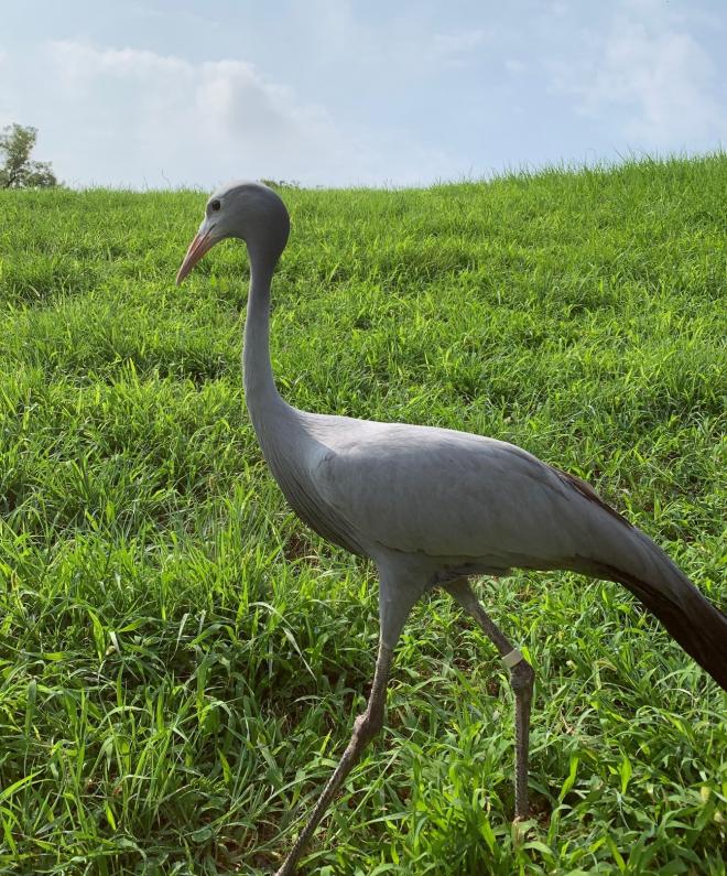 ハゴロモヅル　ケイコ