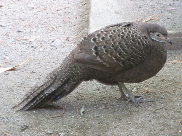 251126ハイイロコクジャク