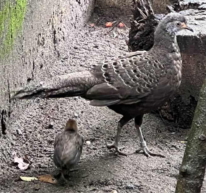 ハイイロコクジャクの雛