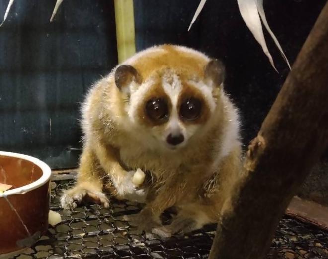 260214レッサースローロリス