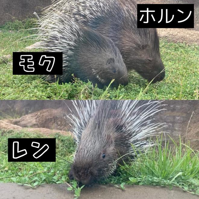 ヤマアラシホルンこども