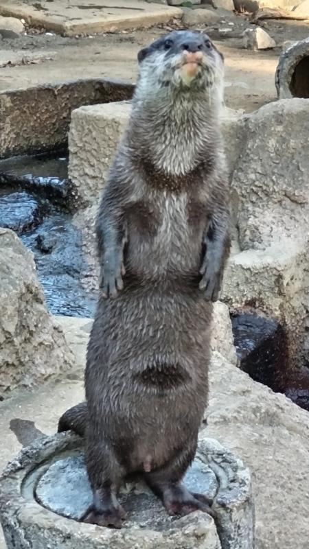 コツメカワウソココロ