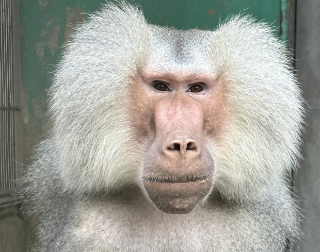 マントヒヒ クフ♂