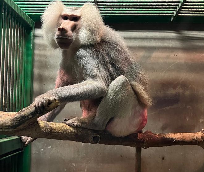 マントヒヒクフ