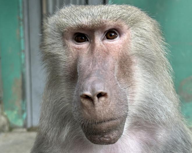 マントヒヒ クレオ♀