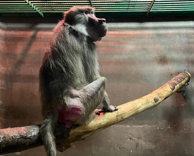 マントヒヒクレオ