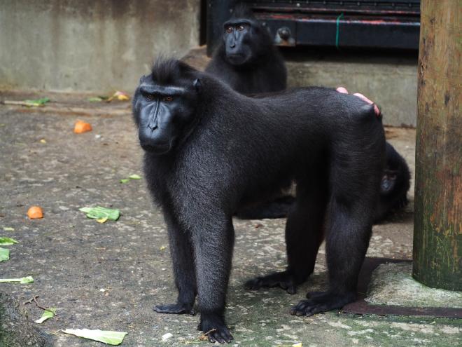 クロザルジョニー