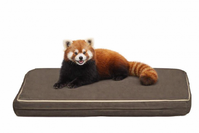 風太用クッション