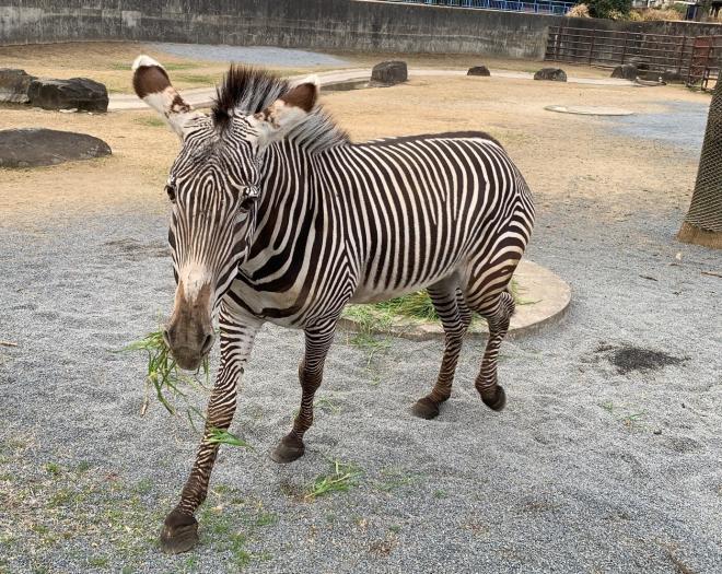 グレビーシマウマ_ライム