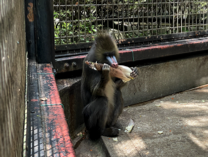 マンドリル（エンリッチメント）