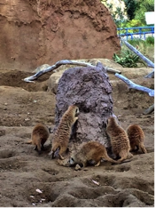 ミーアキャット（エンリッチメント）