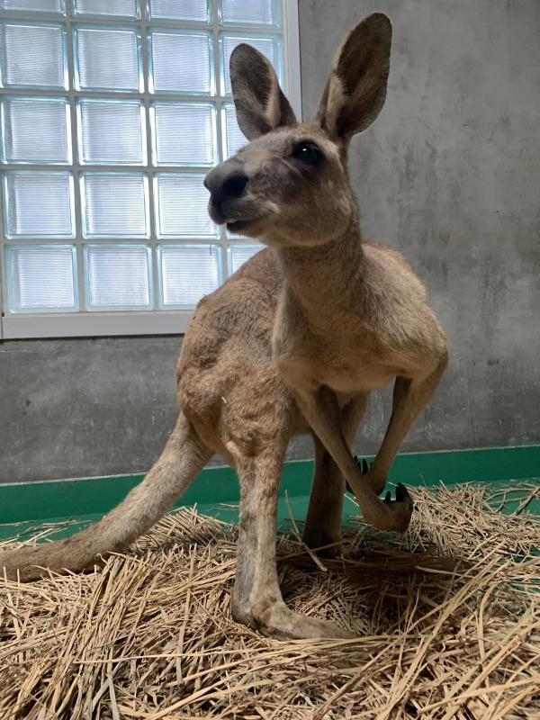 オオカンガルーモニ