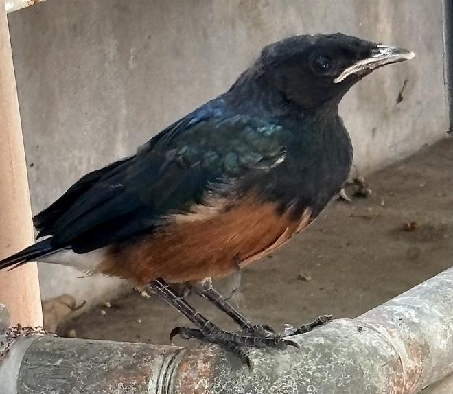 テリムク巣立ち