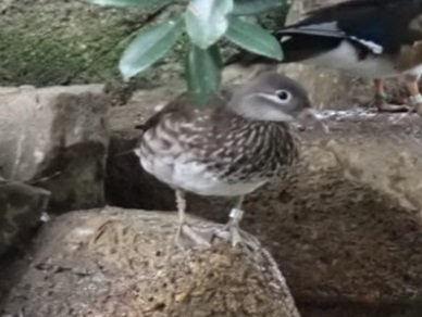 オシドリNo62♀