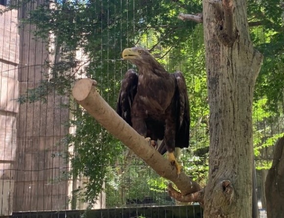 0407オジロワシ死亡