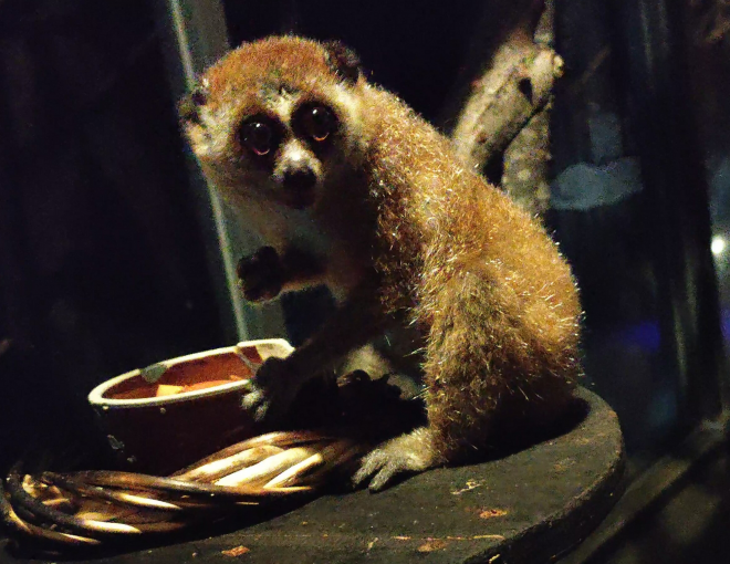 レッサースローロリスNo.9