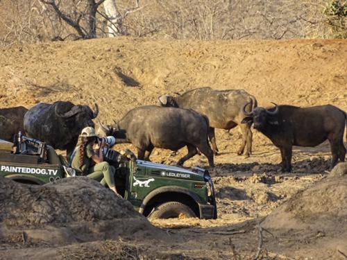 サファリイメージ1