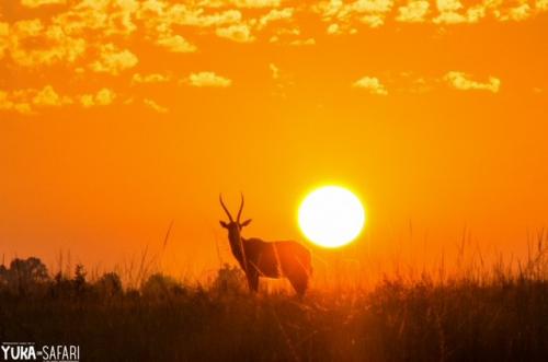 サファリイメージ2