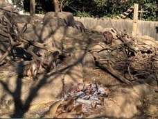 焚火（エンリッチメント）