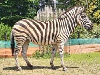 サバンナシマウマ