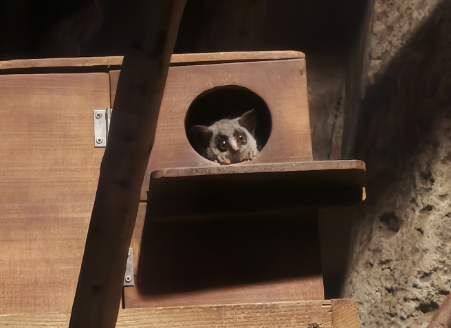 ショウガラゴ