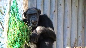 チンプ（エンリッチメント）2