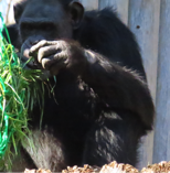 チンプ（エンリッチメント）