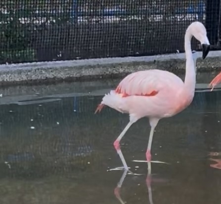 250824チリーフラミンゴ