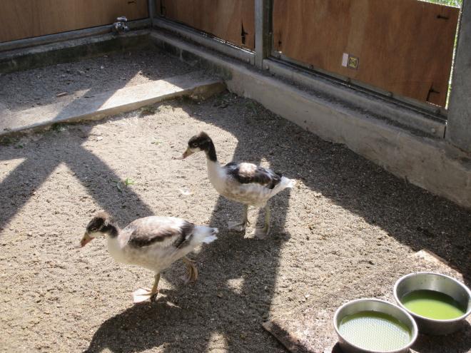 ツクシガモ＿ひな