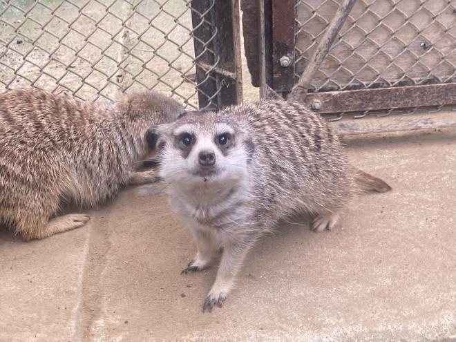 ミーアキャットウコン