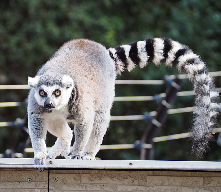 ワオキツネザル