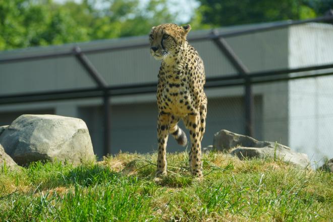 チーターズラヤ
