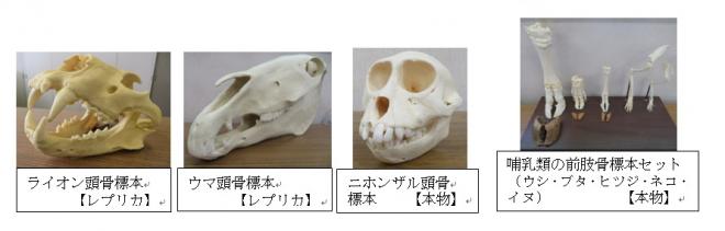 動物標本教材例