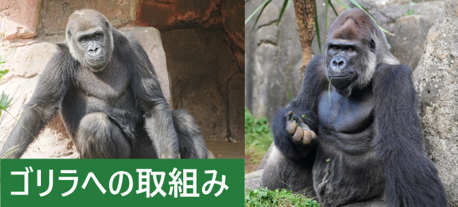 ゴリラへの取組みバナー
