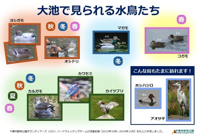 大池で観察できる水鳥