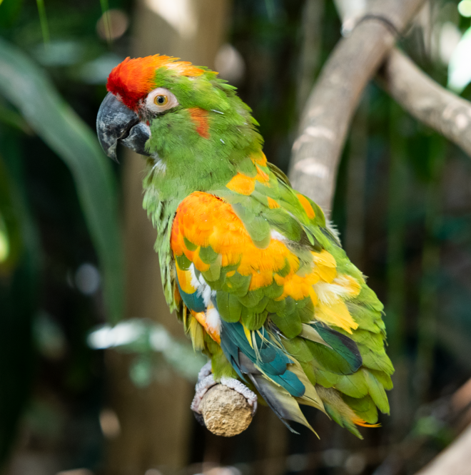 アカミミコンゴウインコ