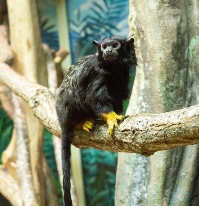 アカテタマリン