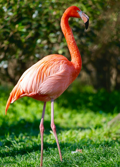 ベニイロフラミンゴ