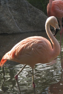 千葉市 千葉市動物公園 チリーフラミンゴ