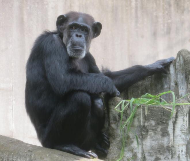 チンパンジー