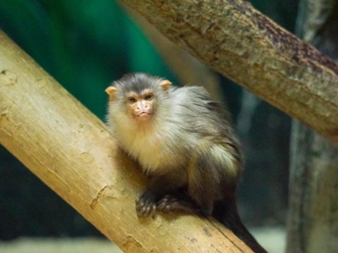 コモンマーモセット