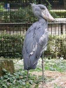 千葉市 千葉市動物公園 ハシビロコウ