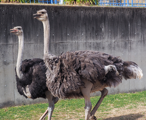 ダチョウ