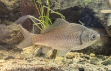 ゲンゴロウブナ