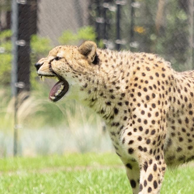 千葉市 千葉市動物公園 平原ゾーン