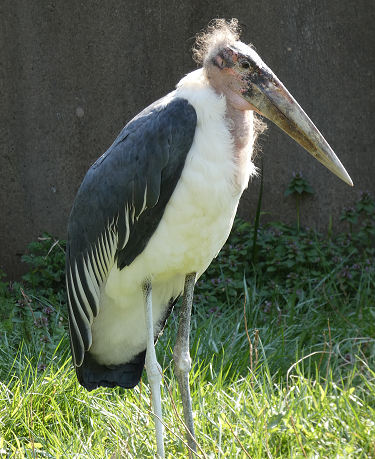 アフリカハゲコウ